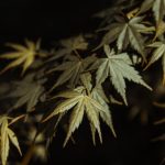 Utrecht Cannabis Guide: Buying, Delivery, and Legal Info img-1026.jpg