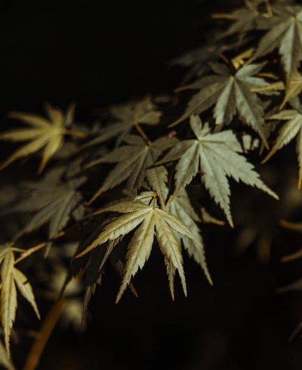 Utrecht Cannabis Guide: Buying, Delivery, and Legal Info