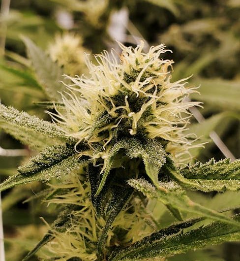 Berlin’s cannabis scene has evolved into a vibrant market where quality, affordability, and convenience meet