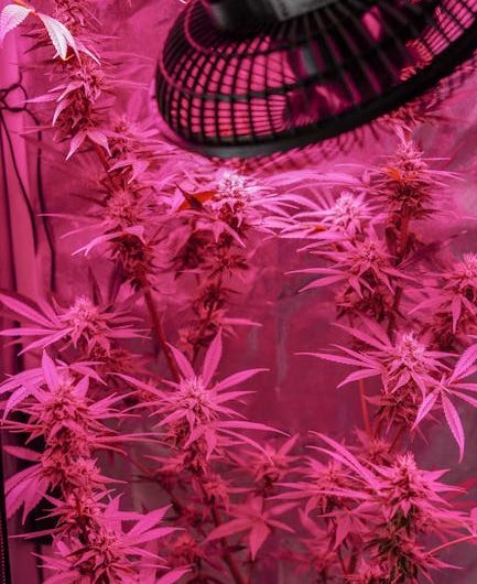 Buy THC Vape in Malmö: Online Vape Shop Guide