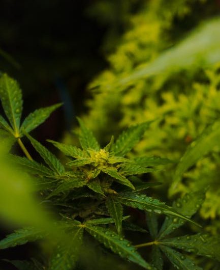 Fastest, most reliable way to get high‑quality THC vape products right to your doorstep in Riga, Latvia