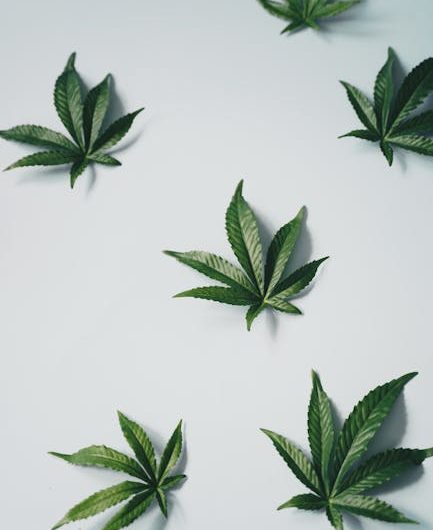Welcome to the premier Varna cannabis shop