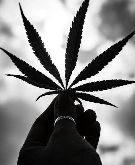 Buy Cannabis in Szeged Online Platform for Legal Cannabis Products