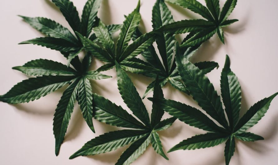 Portugal Cannabis: Legal, Medical and Tourism Guide