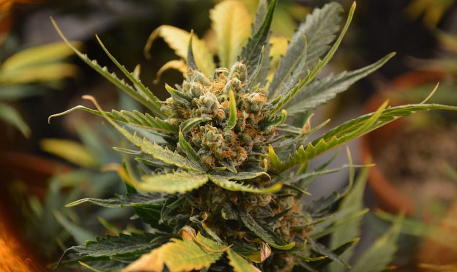 Espoo Cannabis Shop Your Premier Destination for Recreational and Medical Cannabis