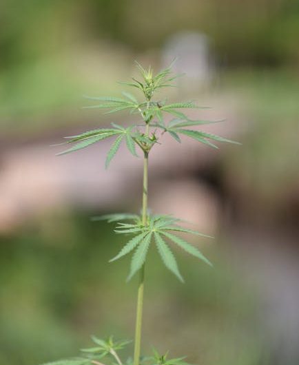 Leuven Cannabis Shop: Your Guide to Cannabis Culture, Products, and Regulations