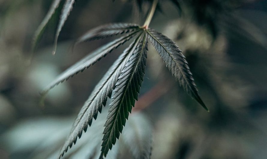 Cannabis Delivery Hanover: Your Guide to Legal, Fast, and Convenient Weed Shipping