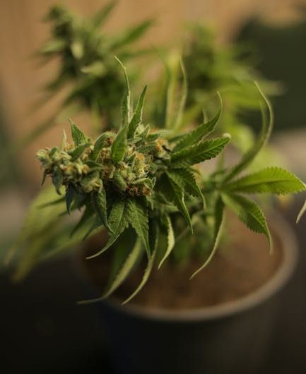 Krakow Cannabis Market Guide: How to Buy THC‑Rich Marijuana Online