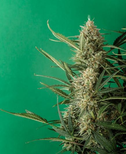 Nice, the jewel of the French Riviera, is not only famous for its azure sea and vibrant markets, but also for its growing cannabis culture