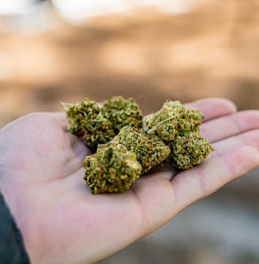 Copenhagen’s New Hub for Cannabis Culture