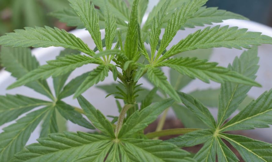 Zaragoza Cannabis Dispensary: Your Guide to High-Quality THC‑Rich Cannabis