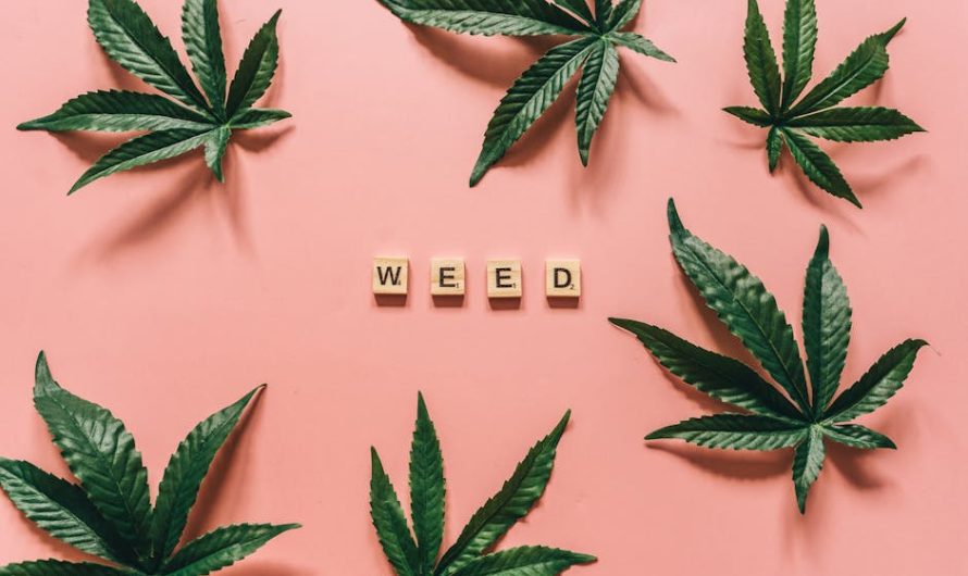 Buy Weed in Siracusa: A Comprehensive Guide to Legal Cannabis Shopping
