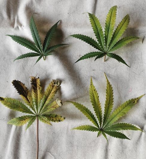 Cluj‑Napoca Cannabis Delivery Service