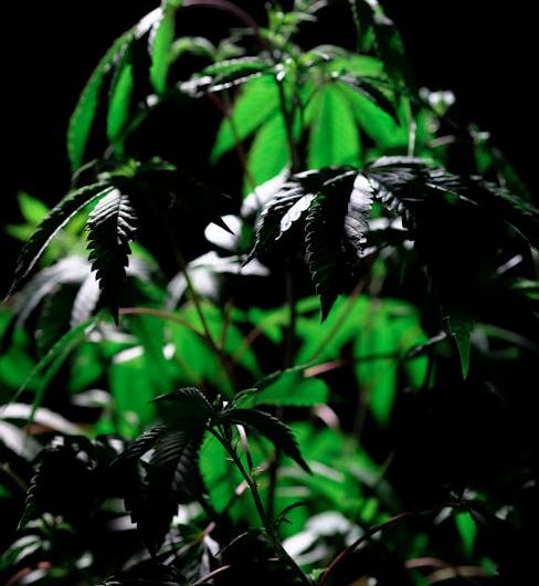 Lodz cannabis shop