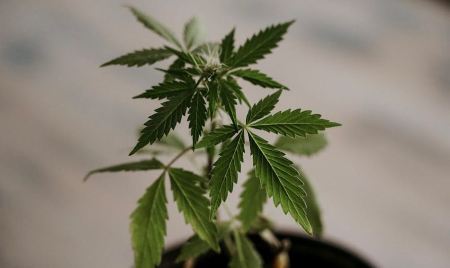 Fast, Premium, and Discreet Weed Delivery in Malmö