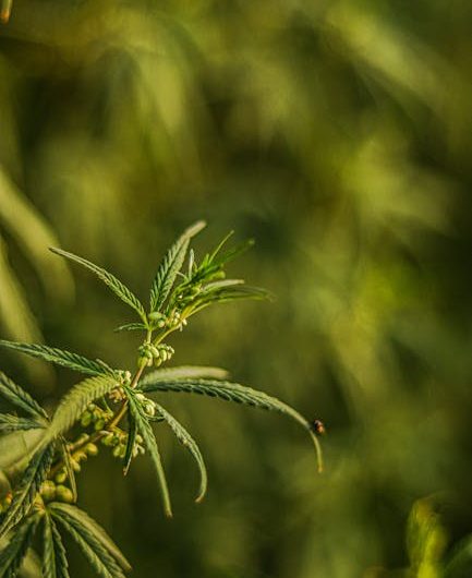 Welcome to the premier cannabis dispensary in Luxembourg