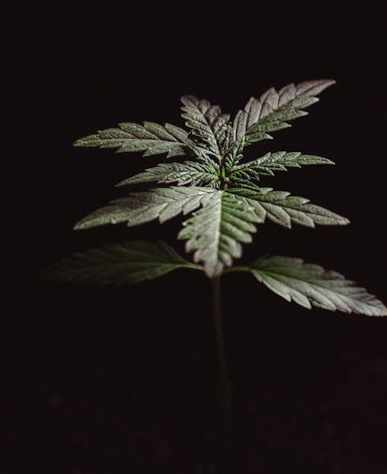 Buy Marijuana Online in Wuppertal