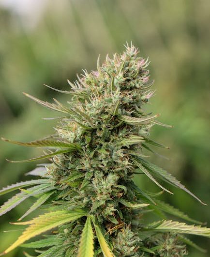 Montpellier Cannabis Dispensary