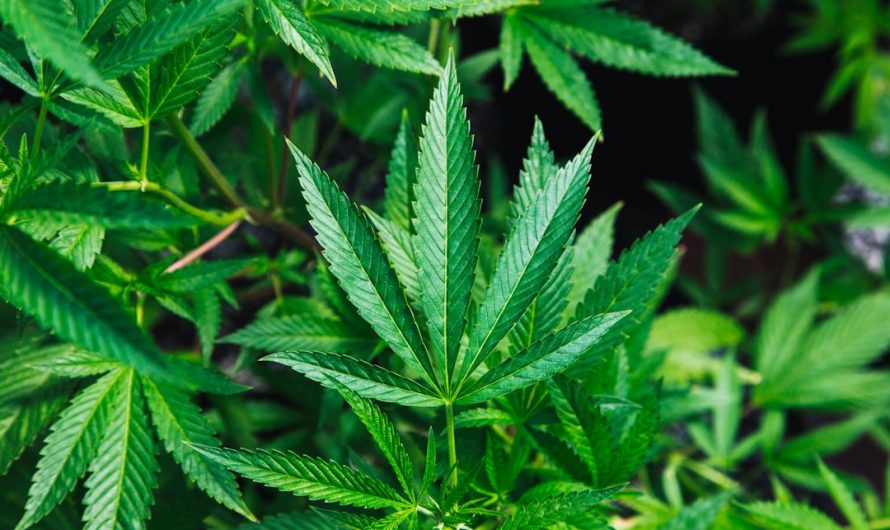 Reliable Affordable THC Vape Products in Dortmund