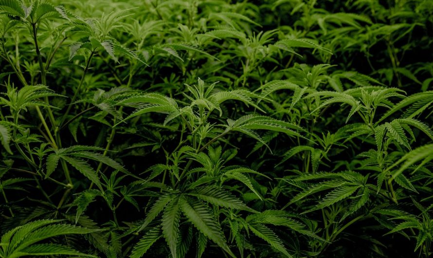 Welcome to the premier marijuana dispensary in San Marino