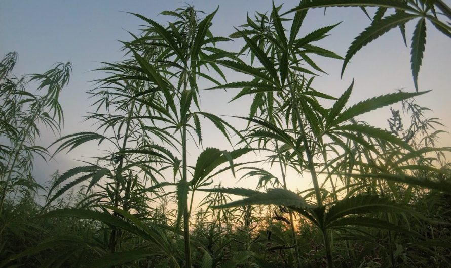 Vila Nova de Gaia Cannabis Shop Near Me