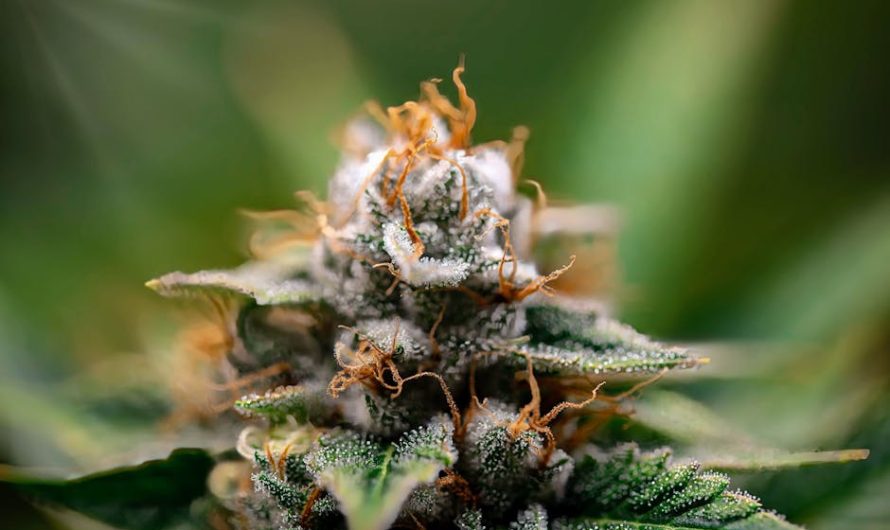 Cannabis in Bratislava: A Guide to Legal Landscape, Dispensaries, and Culture