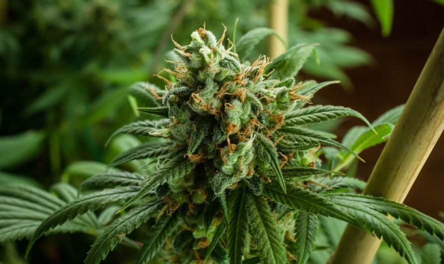 Online Cannabis Delivery in Plzen