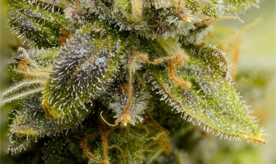 Looking for a reliable, affordable way to get high‑quality THC vapes in Turin?