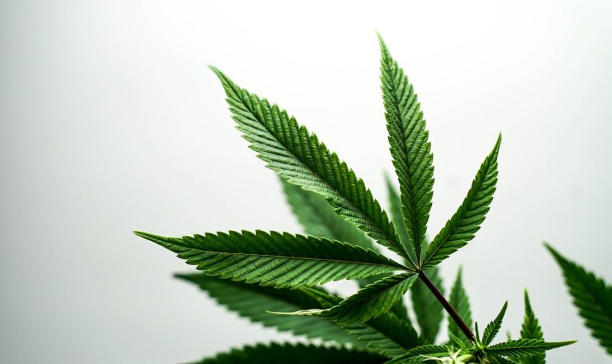 Buying Weed in Genoa: Your Complete Guide