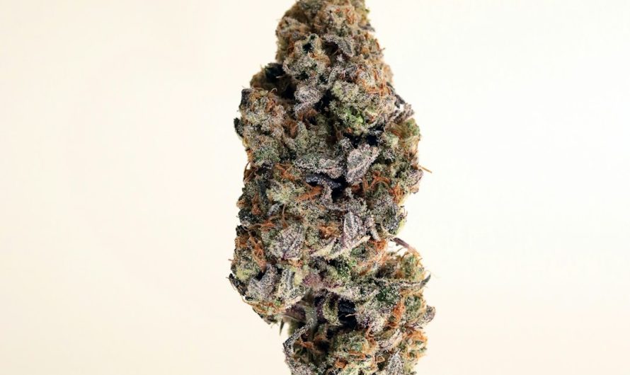Crete Cannabis Shop: A Must-Visit Destination for Cannabis Lovers