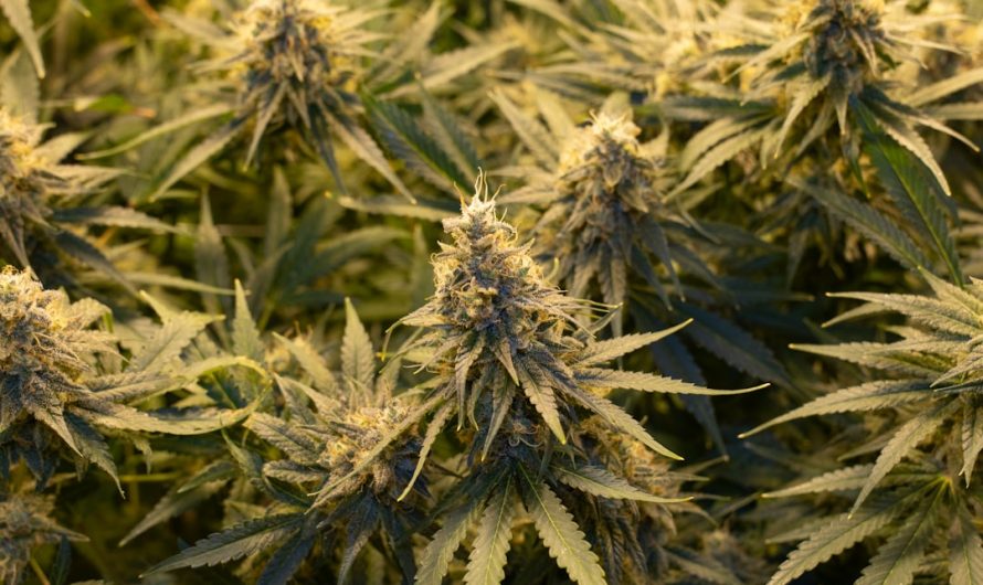 Wroclaw Cannabis Dispensary: High Potency THC Weed and Medical Marijuana