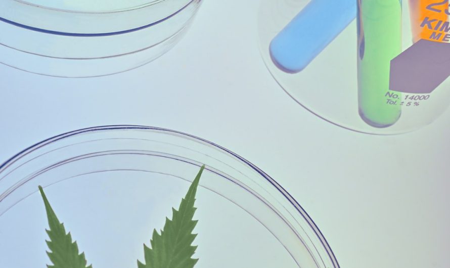 Looking to purchase weed in Varna?