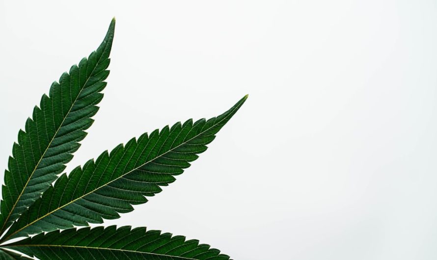 Looking to buy weed in The Hague