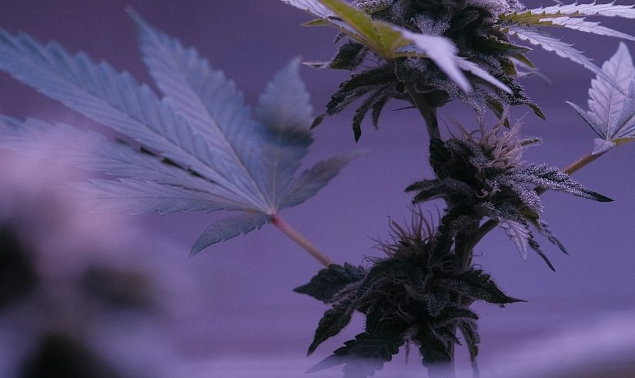 Reliable THC Vape Delivery Service in Malaga