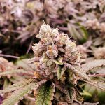 Welcome to the heart of Serbia’s growing cannabis scene img-2054.jpg