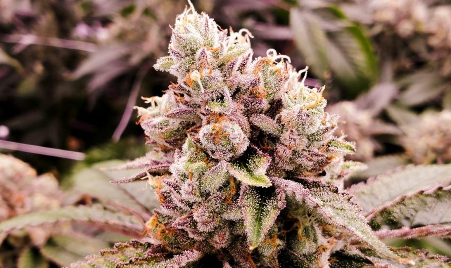 Welcome to the heart of Serbia’s growing cannabis scene