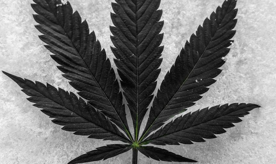Welcome to the premier cannabis shop in Szczecin