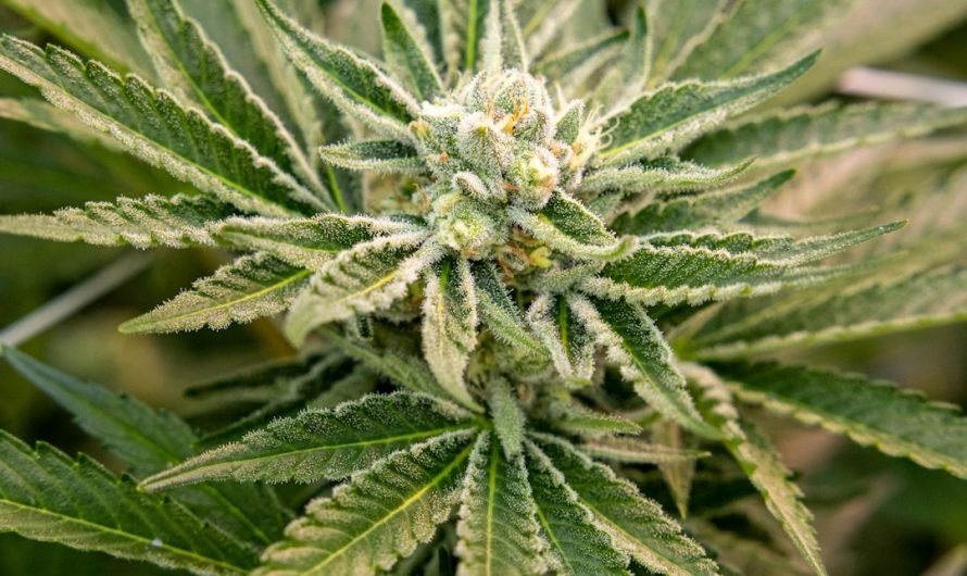 Bremen Weed Market: Your Ultimate Guide to Buying Cannabis Online