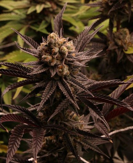 THC Weed in Croatia: Legal Status, Market Dynamics, and How to Purchase High‑Quality Cannabis Across the EU