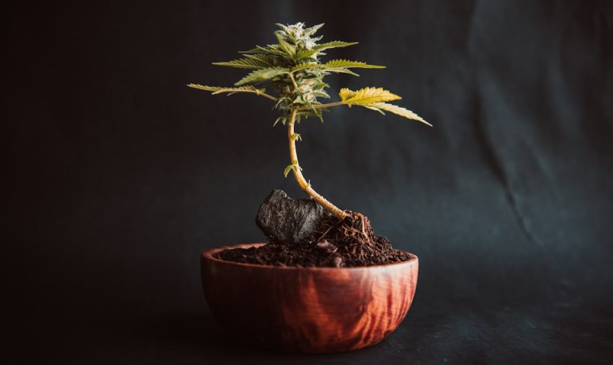 Buy Cannabis in Liverpool