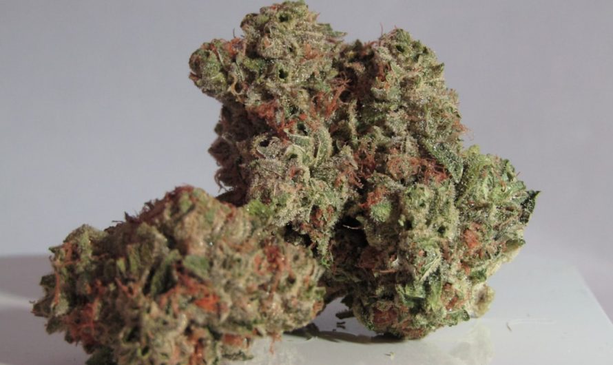 Welcome to the premier weed store in Cluj‑Napoca
