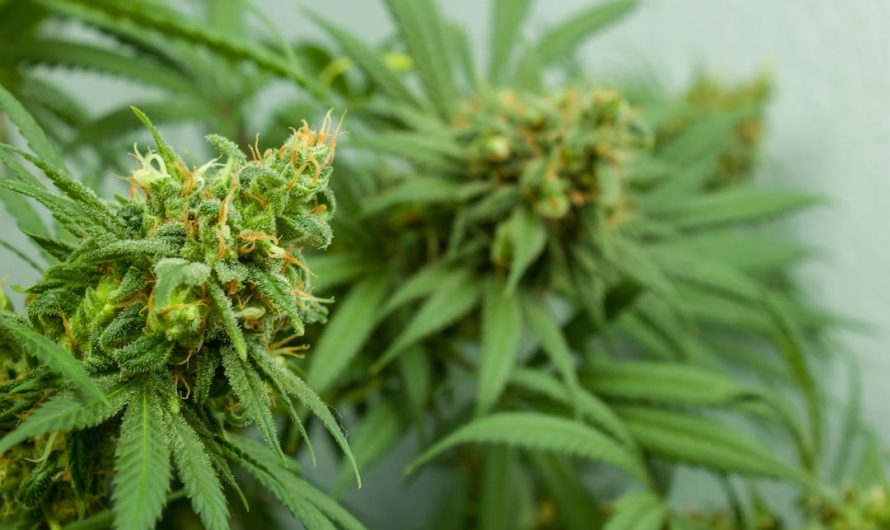 Zurich, Switzerland’s financial hub, is also becoming a growing destination for cannabis enthusiasts