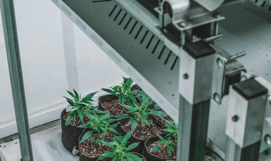 Cannabis Delivery in Vila Nova de Gaia