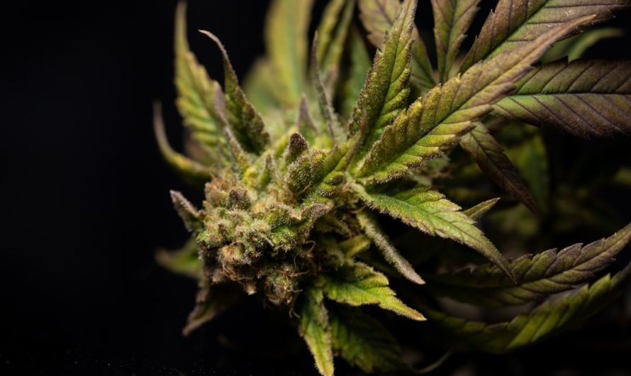 Las Palmas de Gran Canaria: A Vibrant Hub for Cannabis Enthusiasts