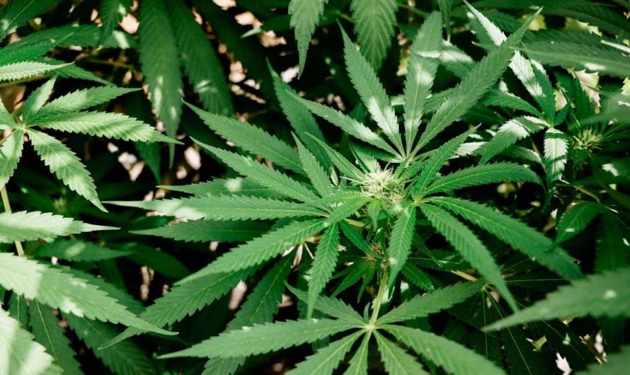Sweden’s Cannabis Landscape: Regulations, Delivery, and Compliance