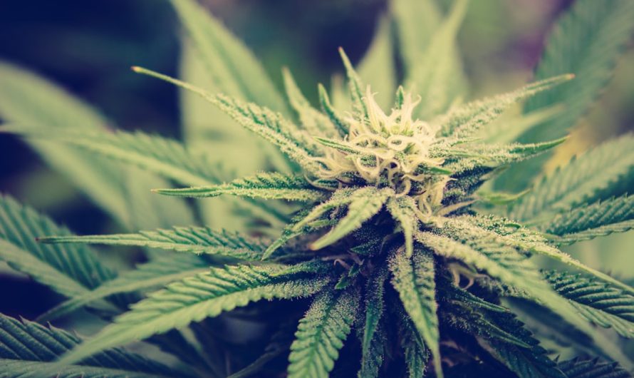 Looking for a reliable source of high‑quality cannabis in Zaragoza?