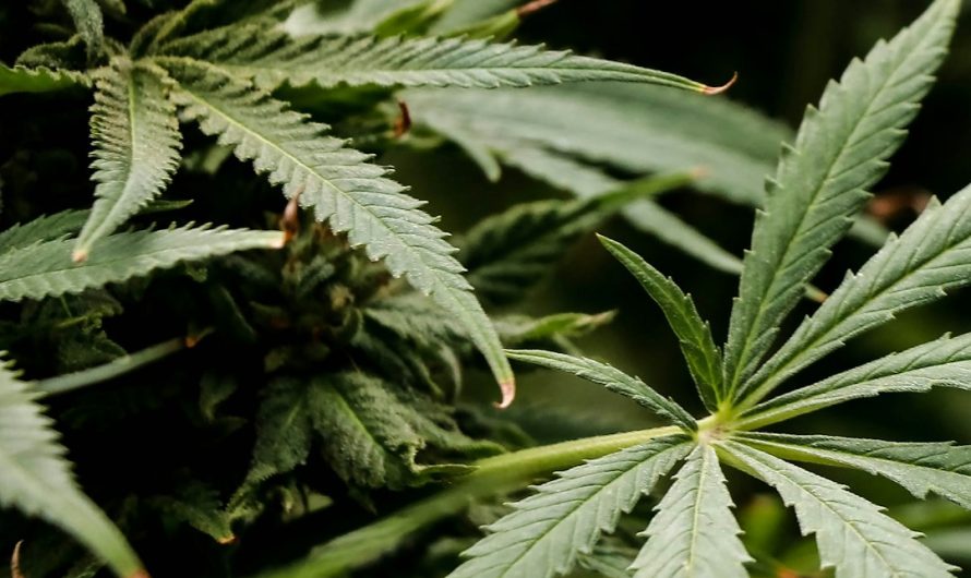 Florentine Cannabis Scene: The Ultimate Guide