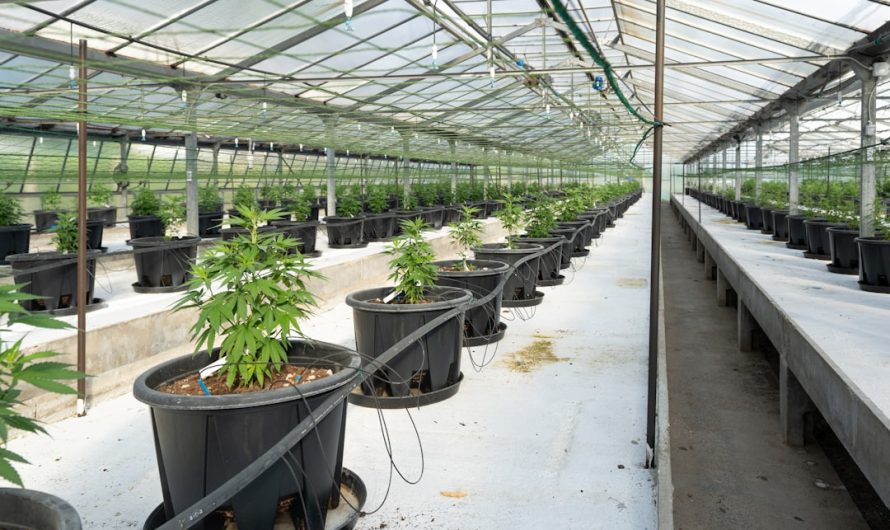 Looking to purchase high‑quality THC‑rich cannabis in Glasgow?