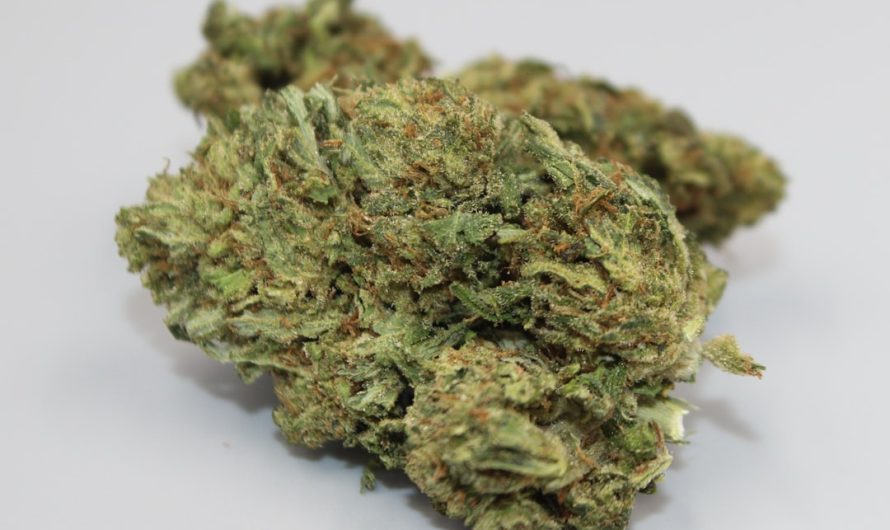 Berlin Cannabis Delivery Service