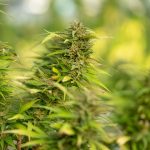 img-2234.jpg